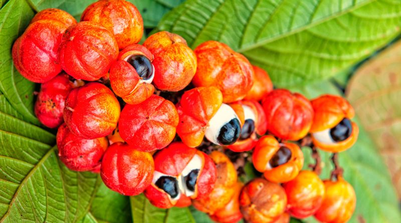 Guaraná, tudo sobre a fruta e seus benefícios